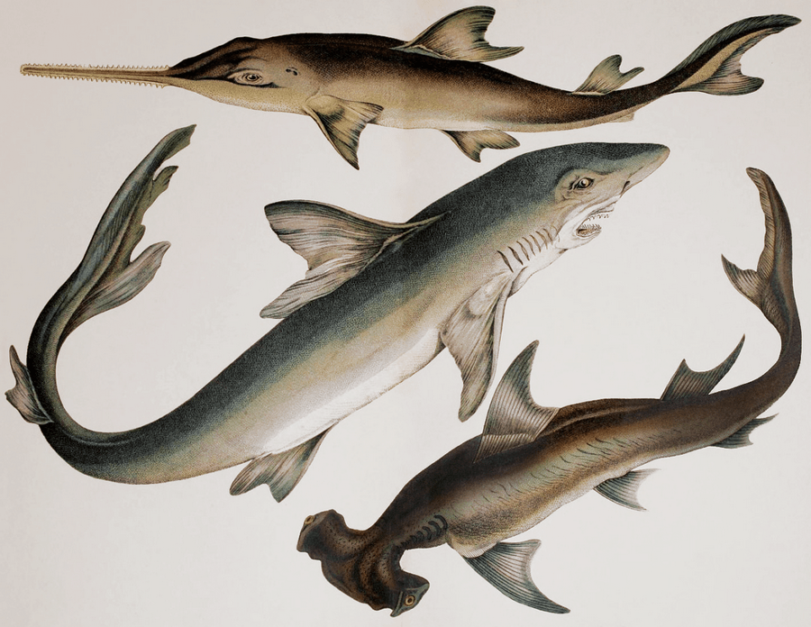 sharksandsawfish MATTHEW'S ISLAND