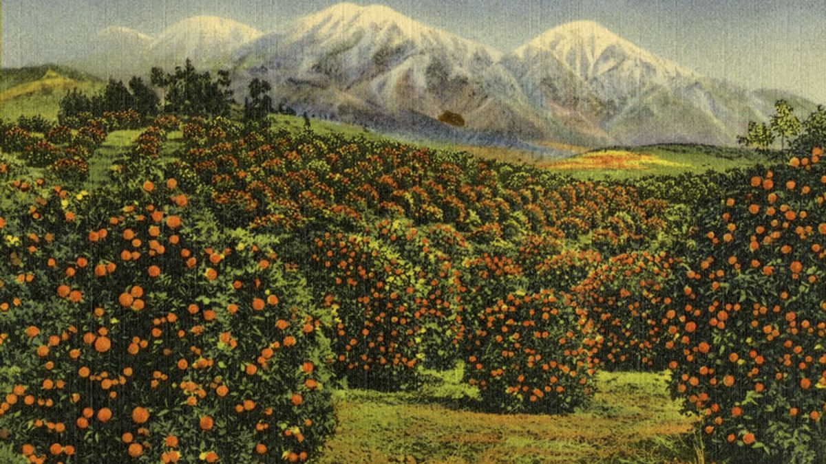 Vintage postcard of California oranges MATTHEW'S ISLAND