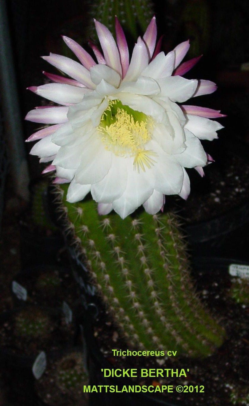 Hybrid Epi Cactus Display Page
