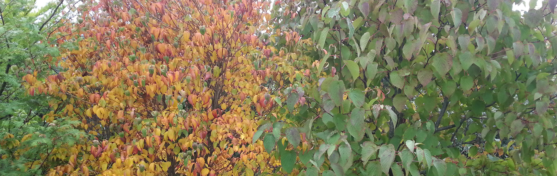 Mature Trees, Shrubs, Hedging, Large Trees, Medium Trees Nursery Ireland