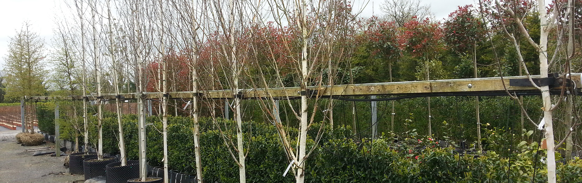Mature Trees, Shrubs, Hedging, Large Trees, Medium Trees Nursery Ireland