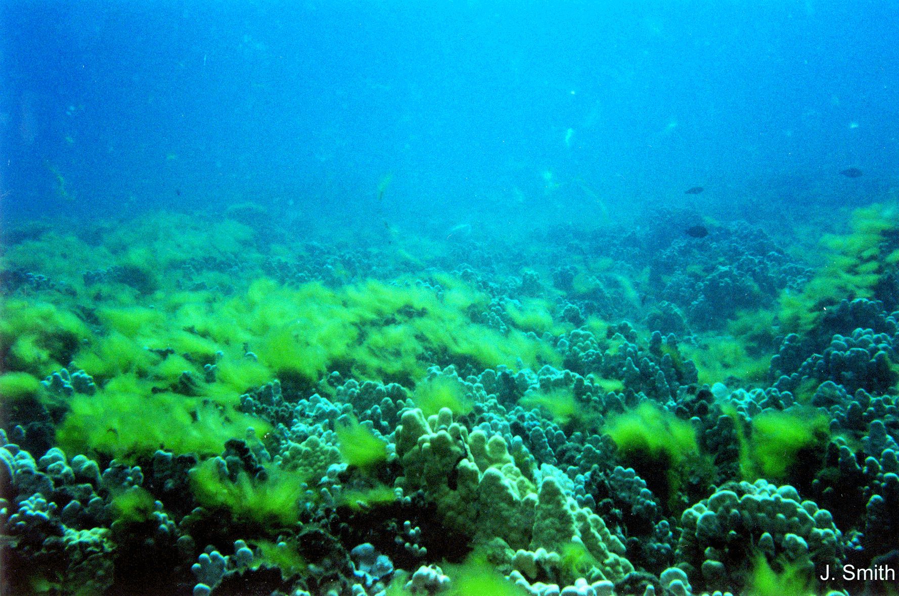 Marine Coral Reef Recovery Team to address council MauiCounty.us