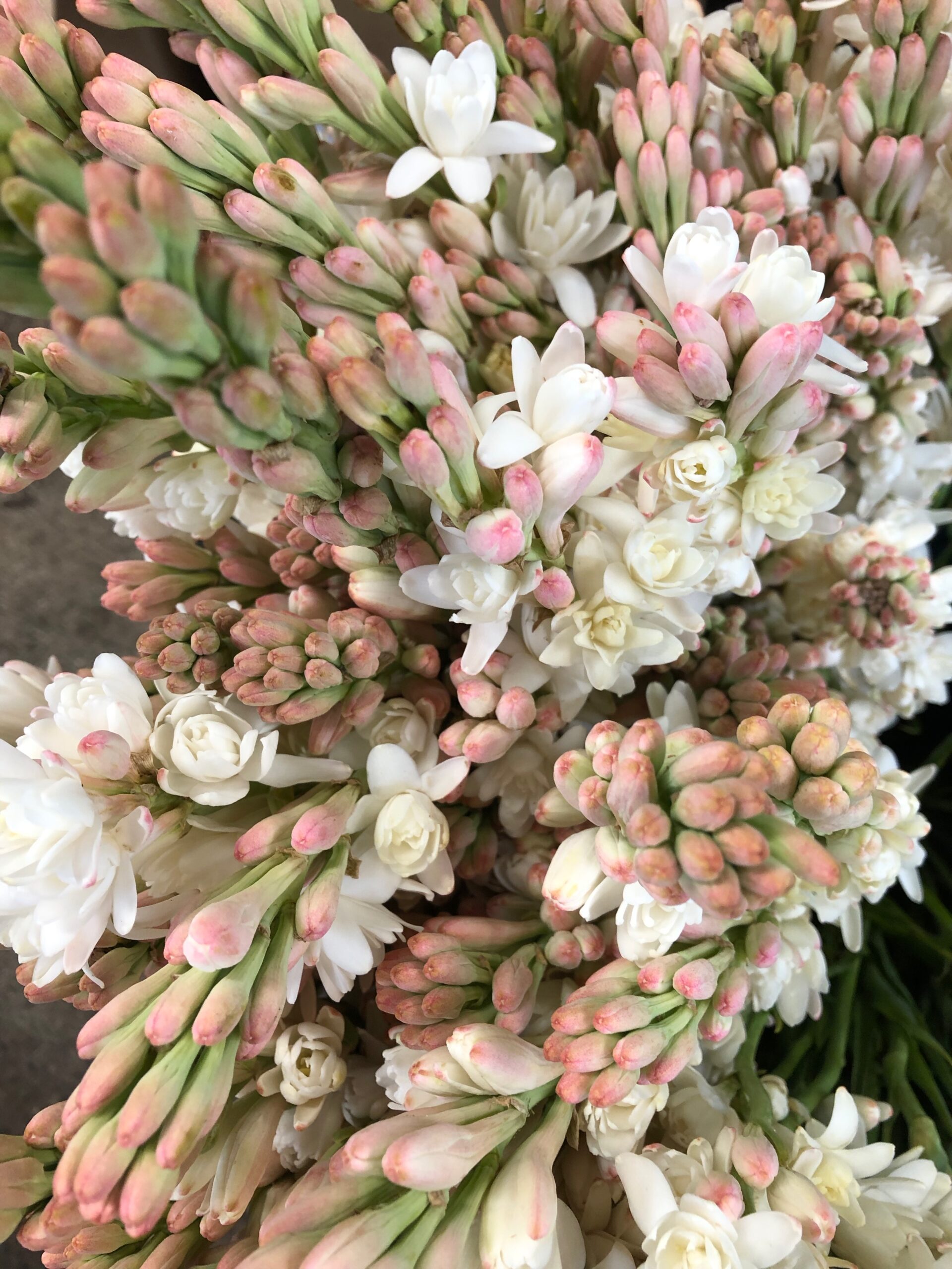 Tuberose Maui Floral Special Orders