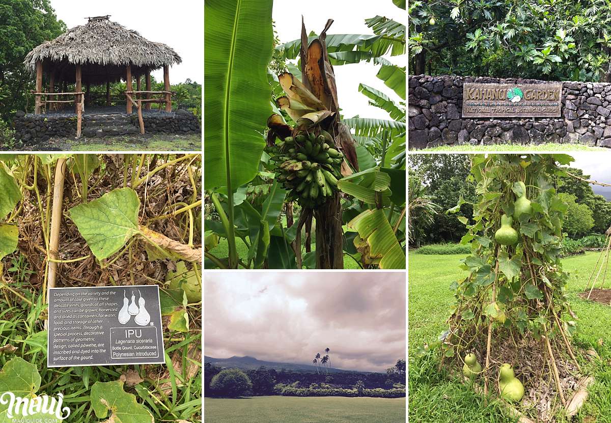 Kahanu Garden Local Tips for the Road to Hana