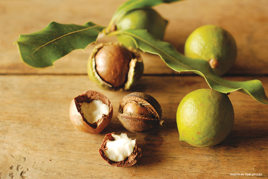 Nutty Chef Macadamia Nut Kukui Nut Malabar Chestnut