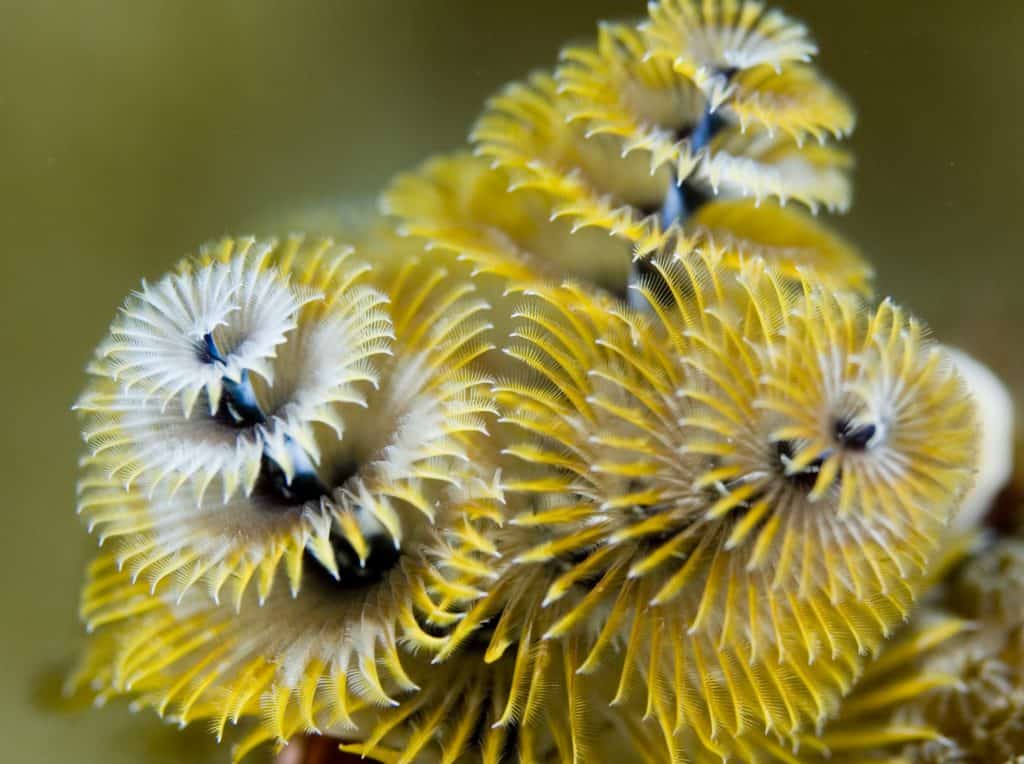 Christmas on the Reef Maui Ocean Center