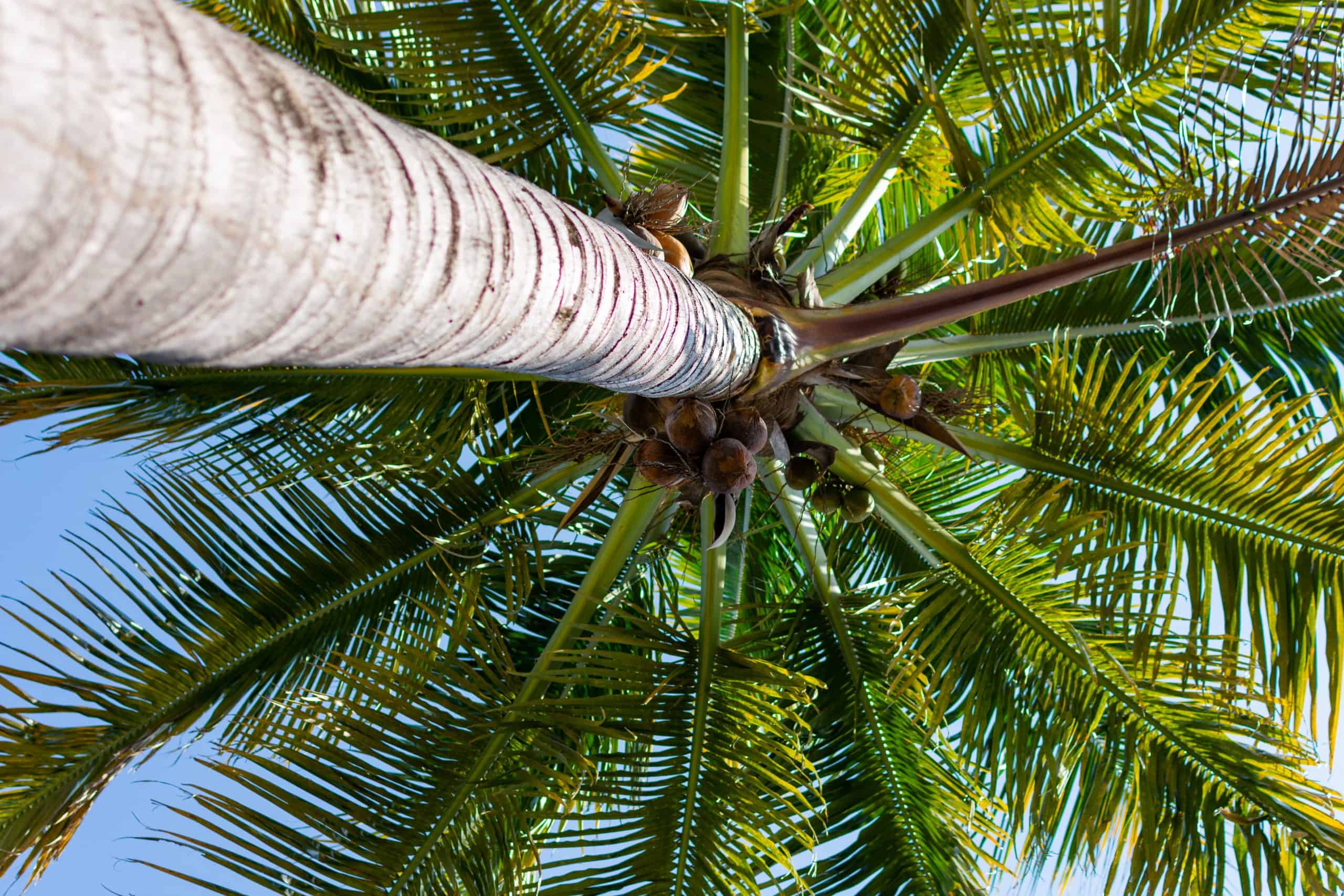 Niu (Coconuts) Hawaiian Plant Life