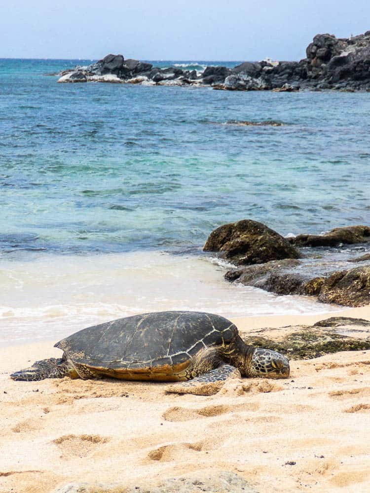 Maui’s Turtle Beach 8 TriedandTrue Spots for Sea Turtle Sightings In