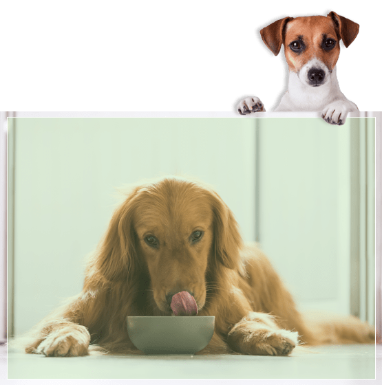 Working Dog Food Free Delivery On All Orders Maultbys