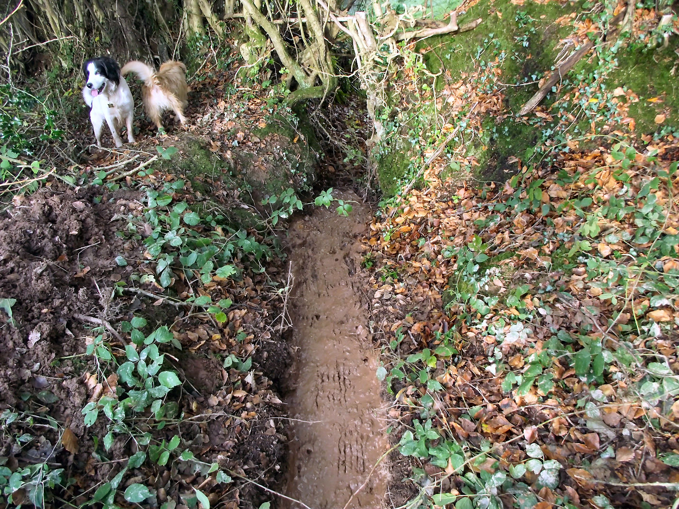 Soft Rush ( Like Hell it is ) DerBauernhof.co.uk