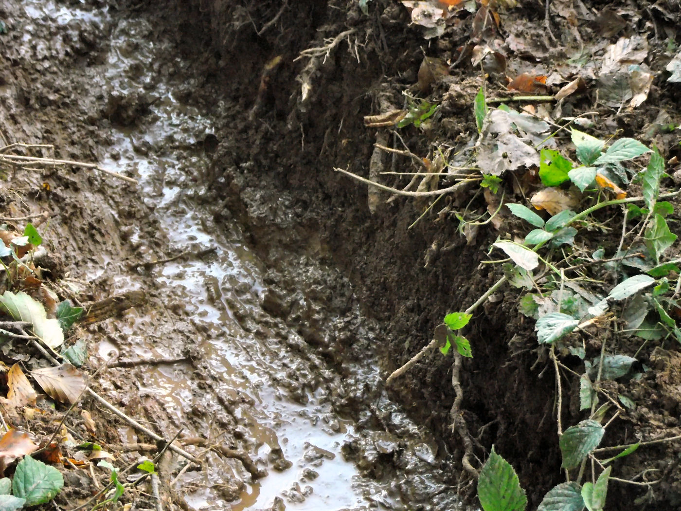 Soft Rush ( Like Hell it is ) DerBauernhof.co.uk