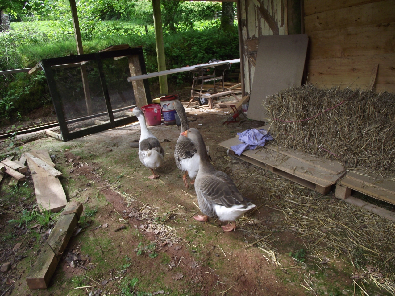 Like “Bank holiday came Early” sunshine and showers without the sunshine.. Grrrr DerBauernhof