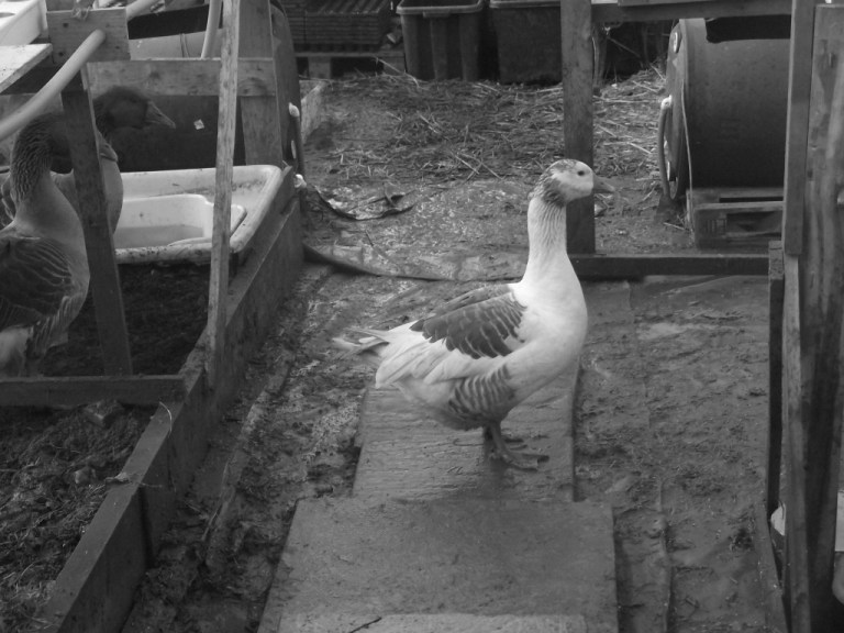 DerBauernhof.co.uk PLEASE HIT THE BACK BUTTON TO RETURN TO THE NEW BLOG