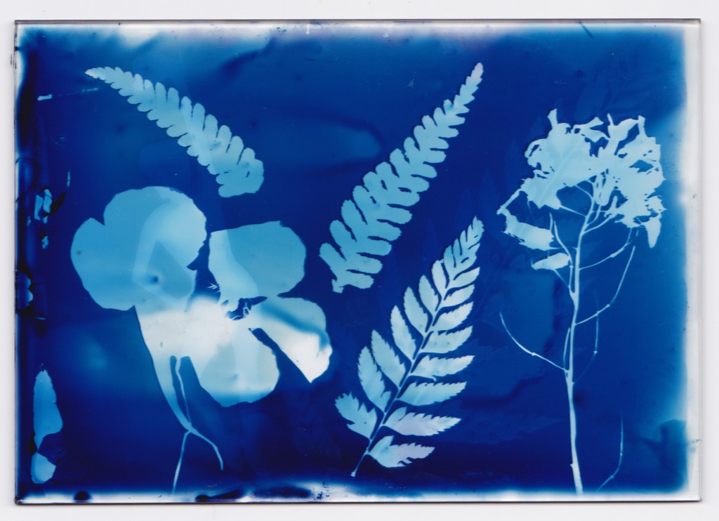 Cyanotype process Maverick Beyond