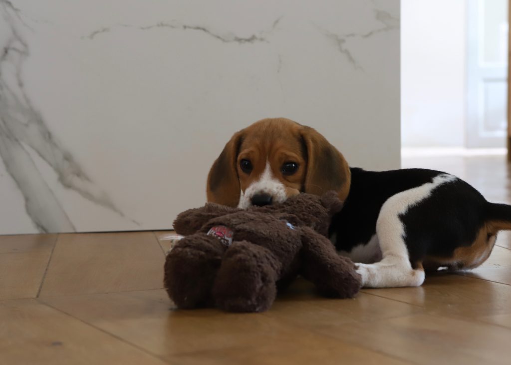 Mon beagle à 2 mois Ma vie de beagle