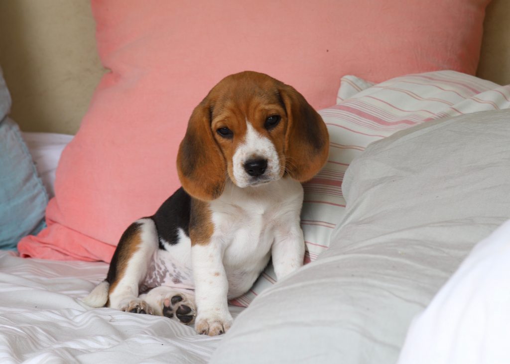 Mon beagle à 2 mois Ma vie de beagle