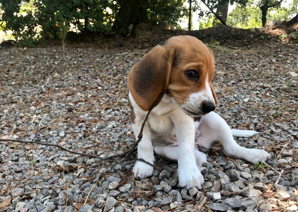Mon beagle à 2 mois Ma vie de beagle