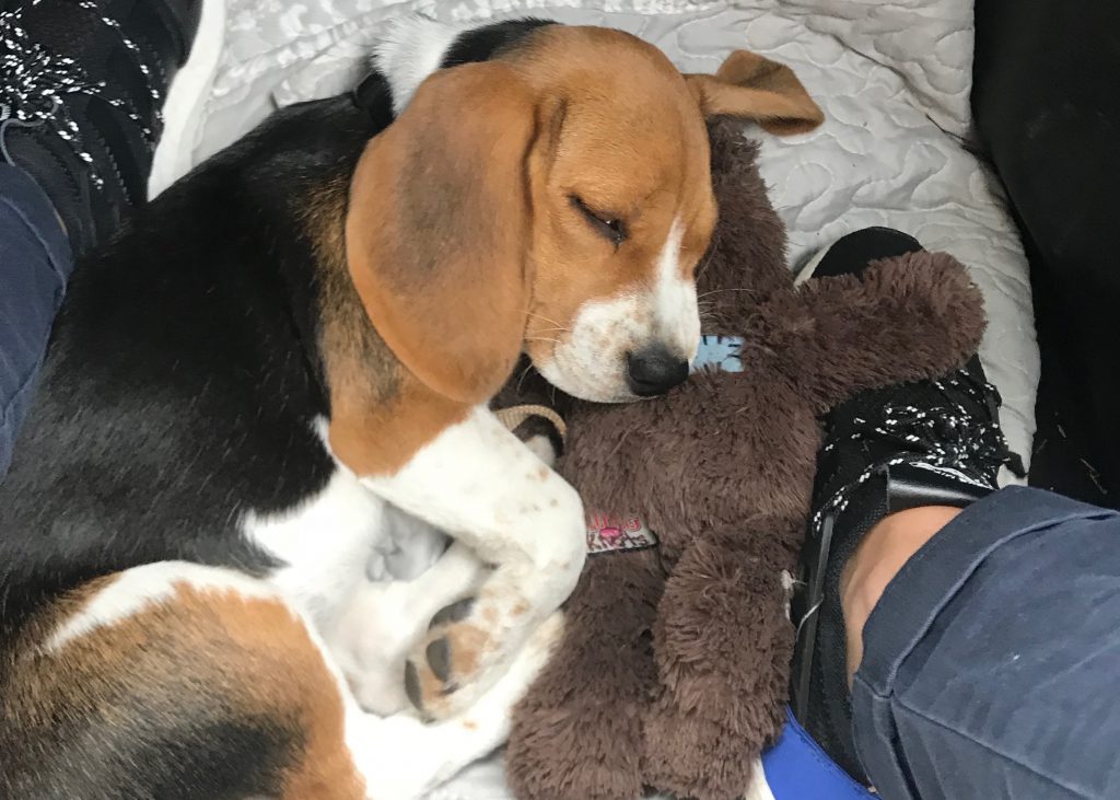 Mon beagle à 2 mois Ma vie de beagle