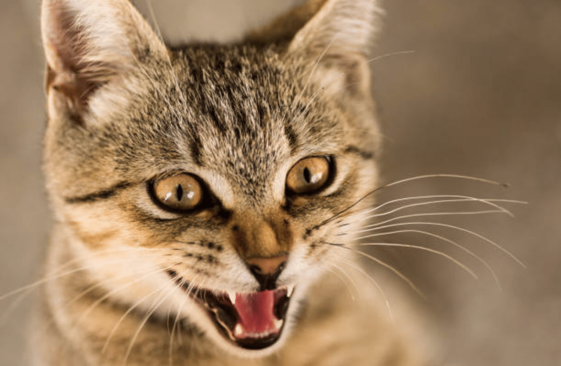 Rage chez le chat l'essentiel à savoir