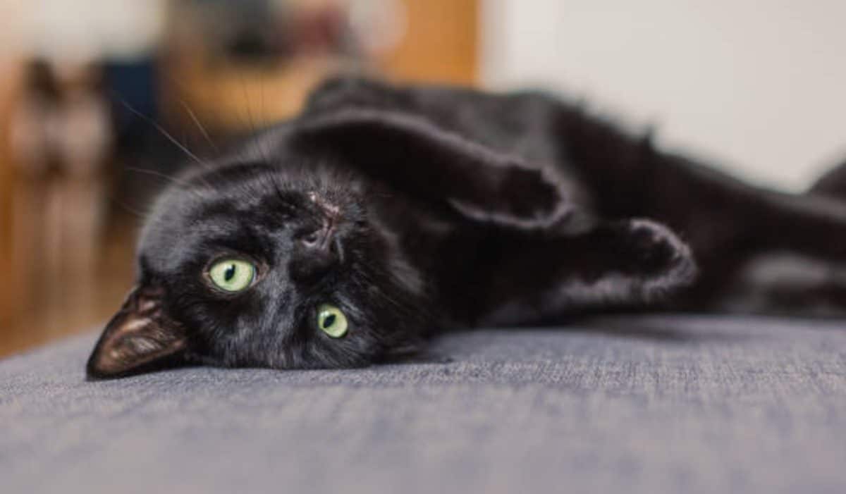 Mon chat a des pellicules 10 raisons qui expliquent pourquoi