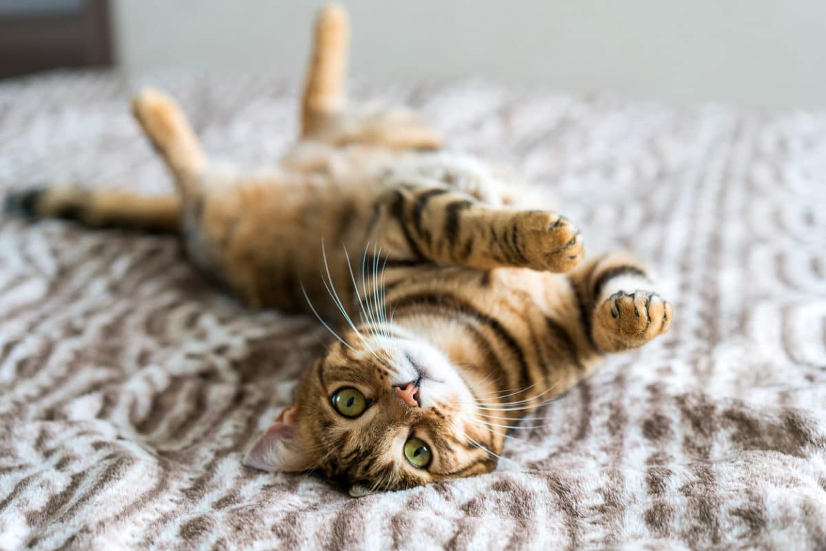 Mieux vautil adopter un chat mâle ou femelle