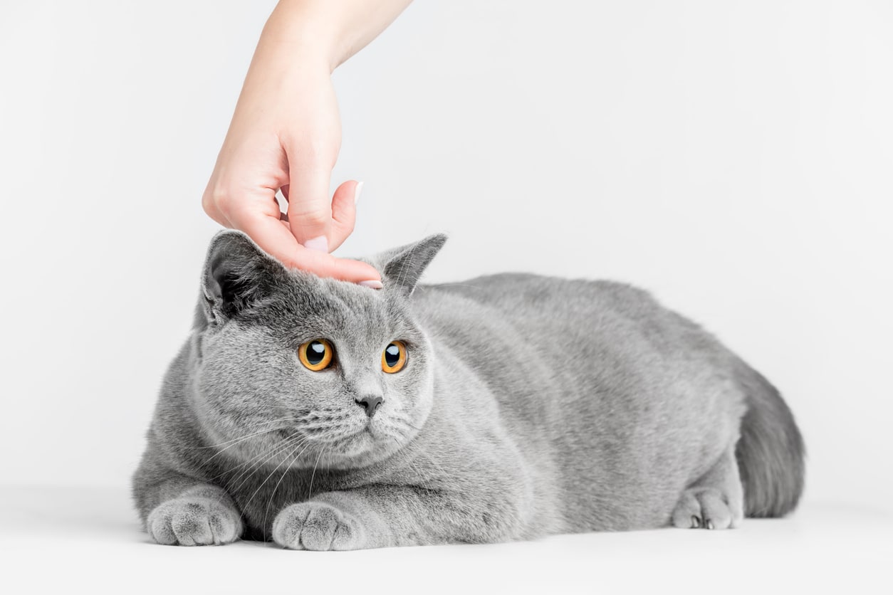 Pourquoi les oreilles de mon chat sontelles chaudes