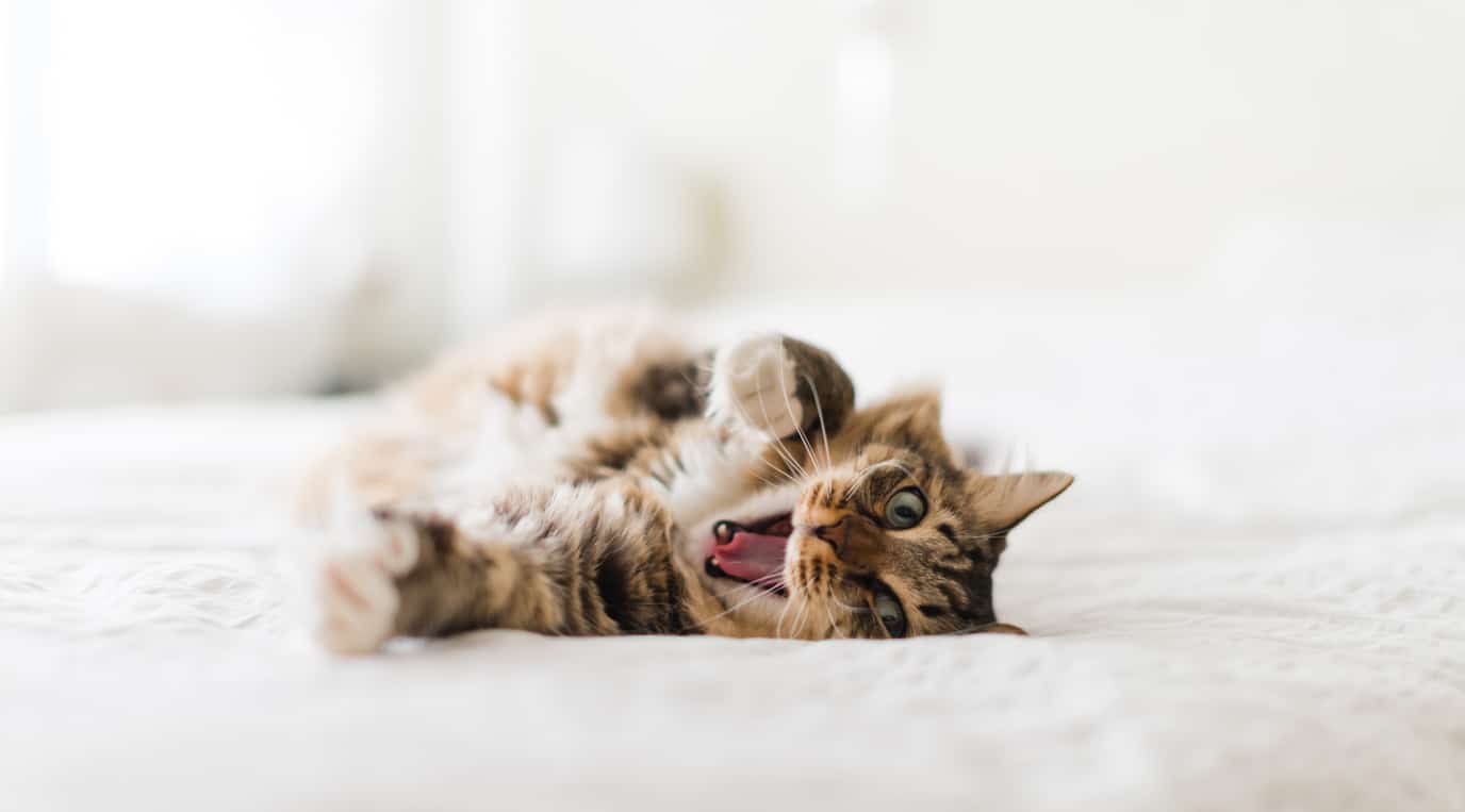 Pourquoi mon chat bâilletil lorsqu'il me voit