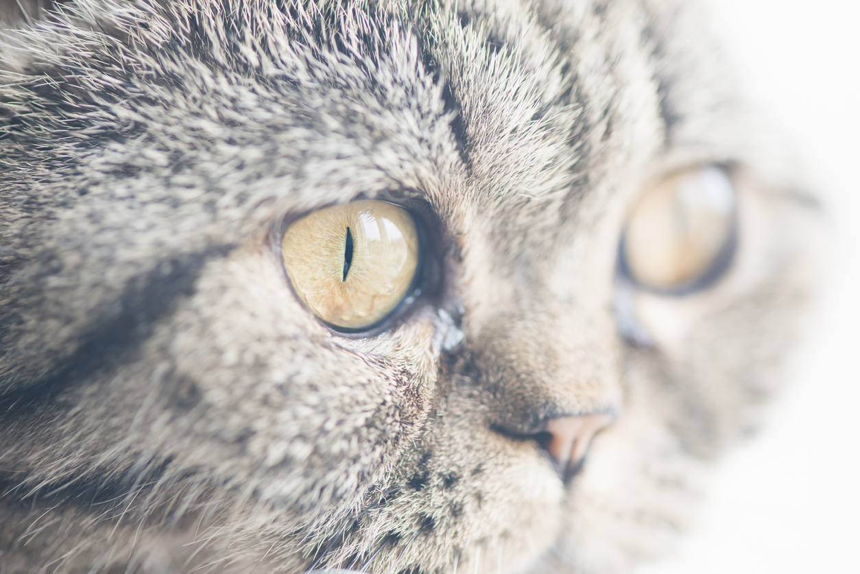 Mon chat a tout le temps les yeux qui pleurent comment l