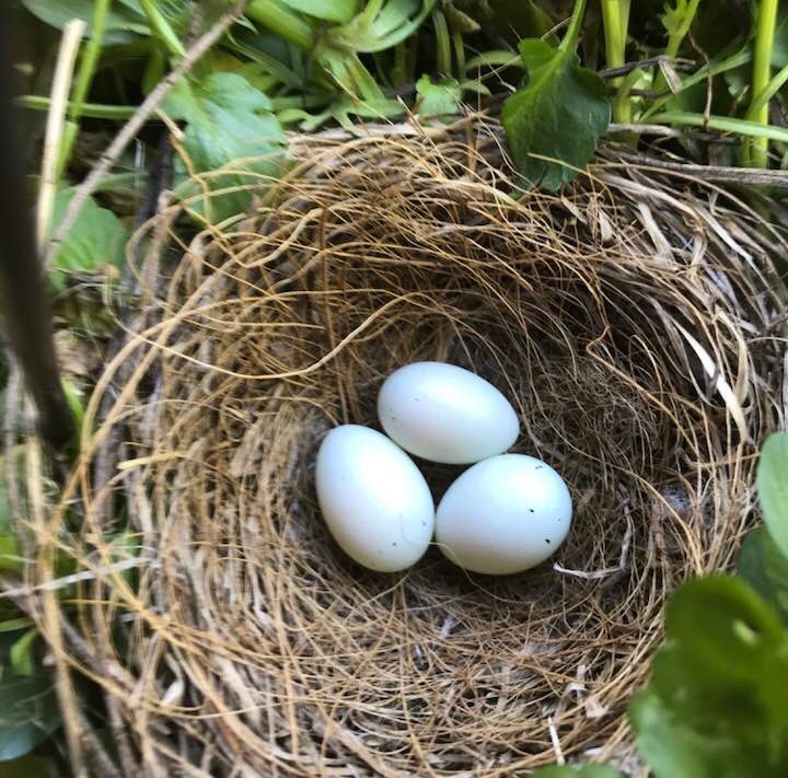 House Finches from Eggs to Flight Mavimet's Weblog