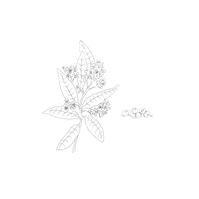 Jamaican pepper Max Daumin