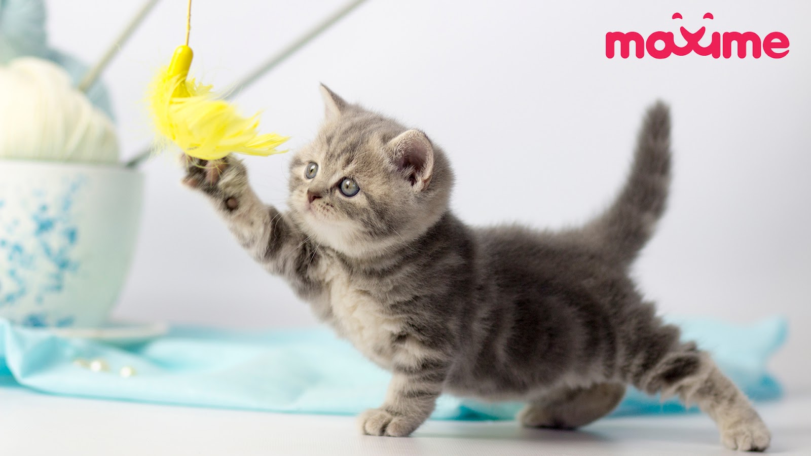 4 Tips to Help Keep Your Cat Happy Indoors Maxime