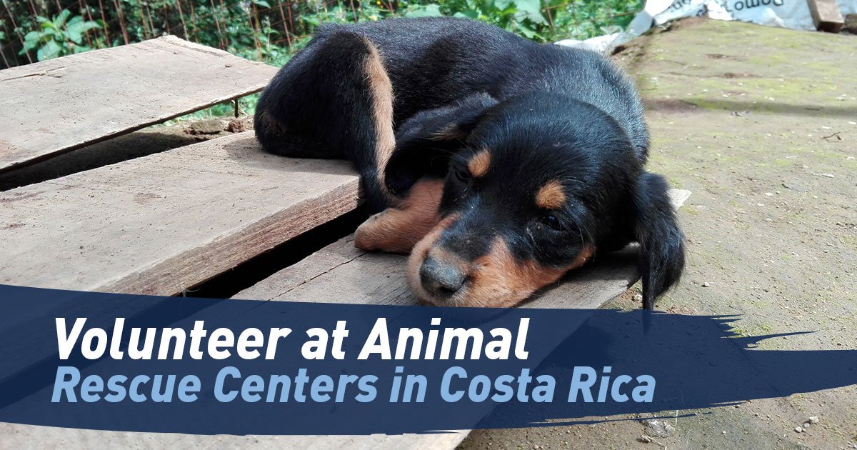 Volunteer at Animal Rescue Centers in Costa Rica Maximo Nivel
