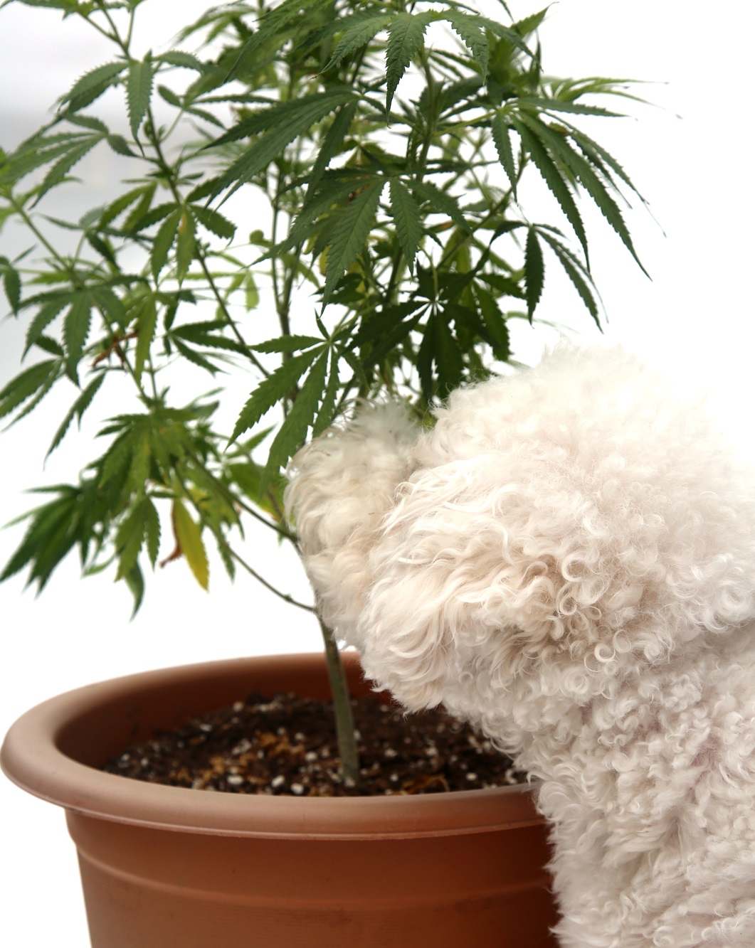 Weed Aroma Tips How to Eliminate Marijuana Odor Max's Indoor Grow Shop