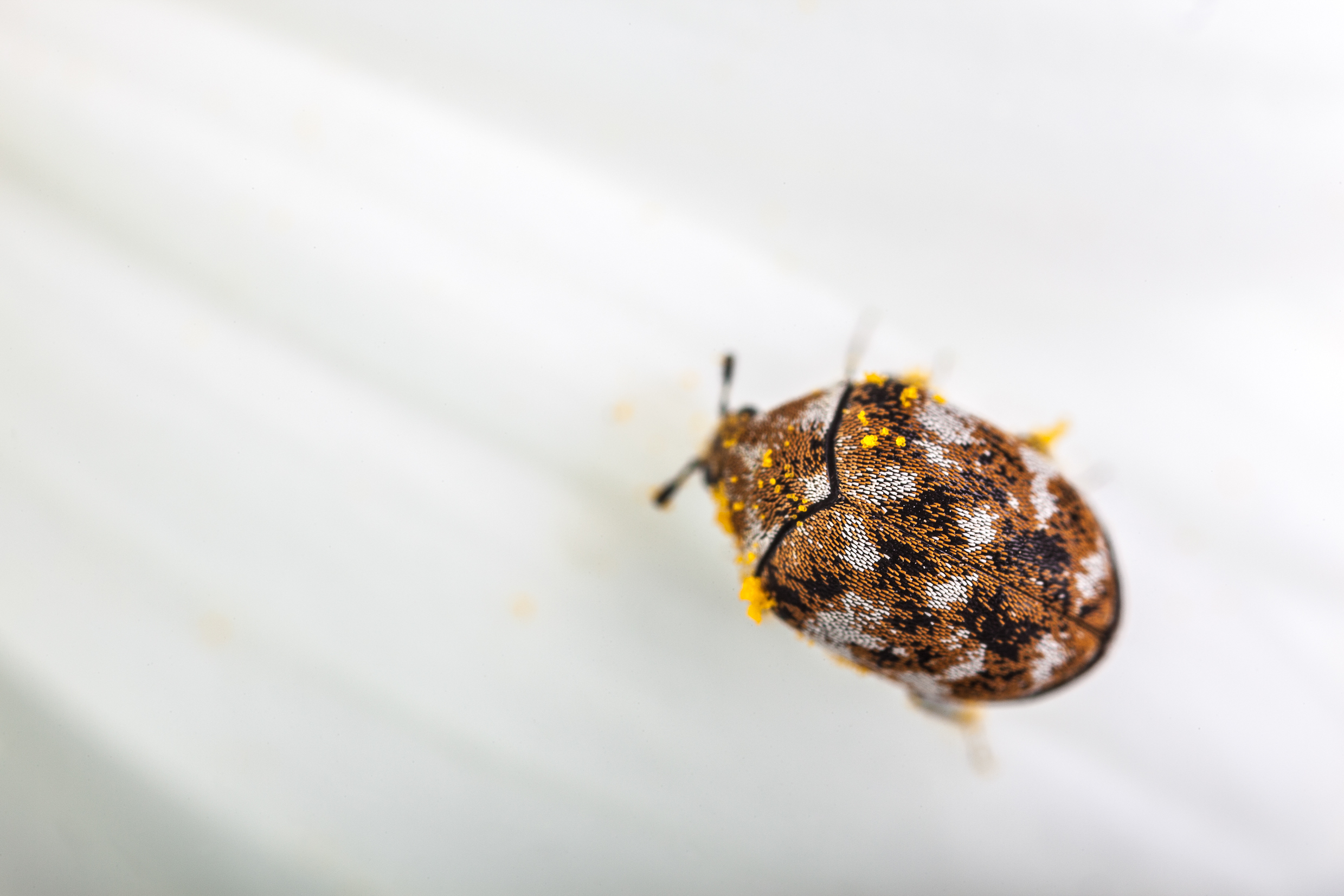 carpet beetles Removal Max Pest Control