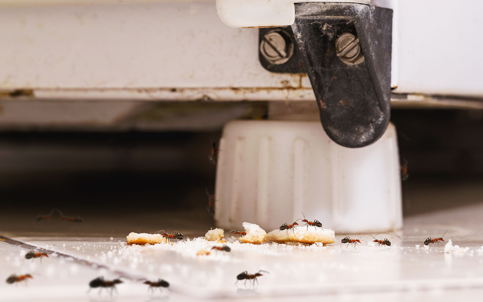 Pest Guide Maximum Pest Management Wichita KS