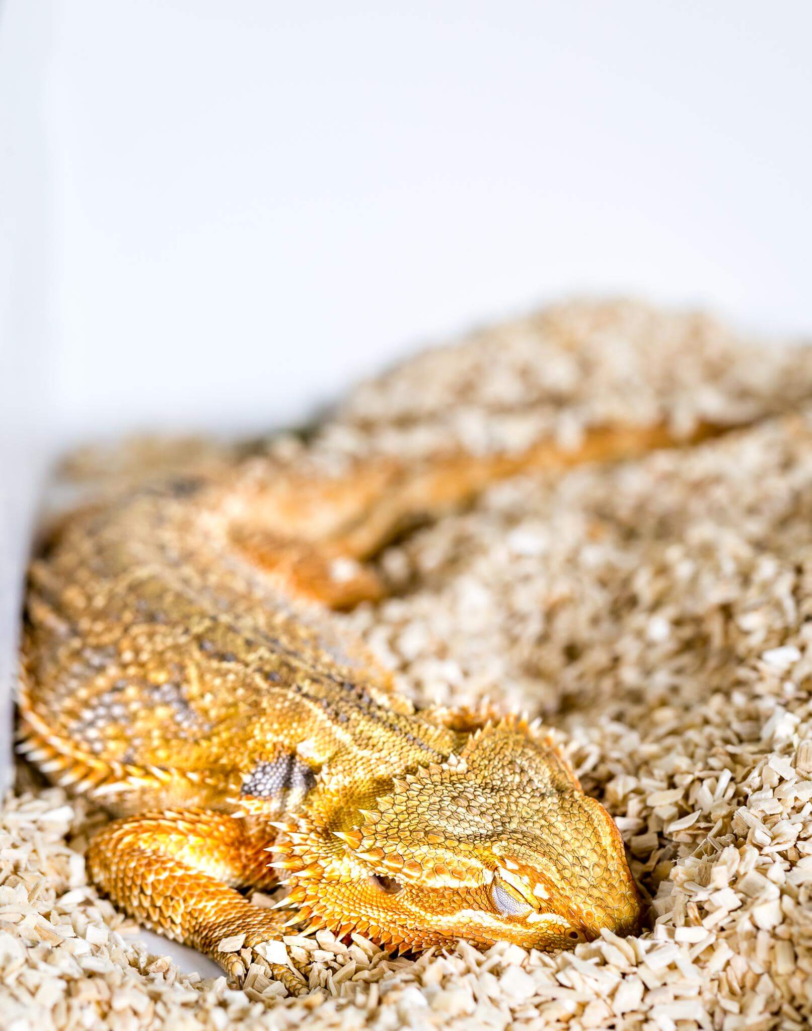 Bearded dragons show REM and slow wave sleep brain sleep appeared