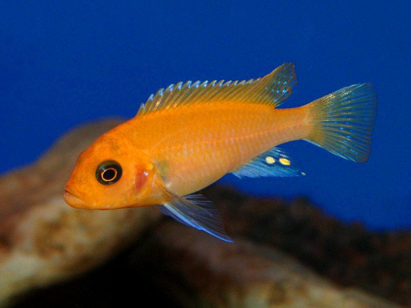Malawi Cichlid Red Zebra, Juvenile