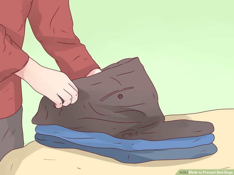 Prevention of Bed Bugs Maxwell Pest Solutions