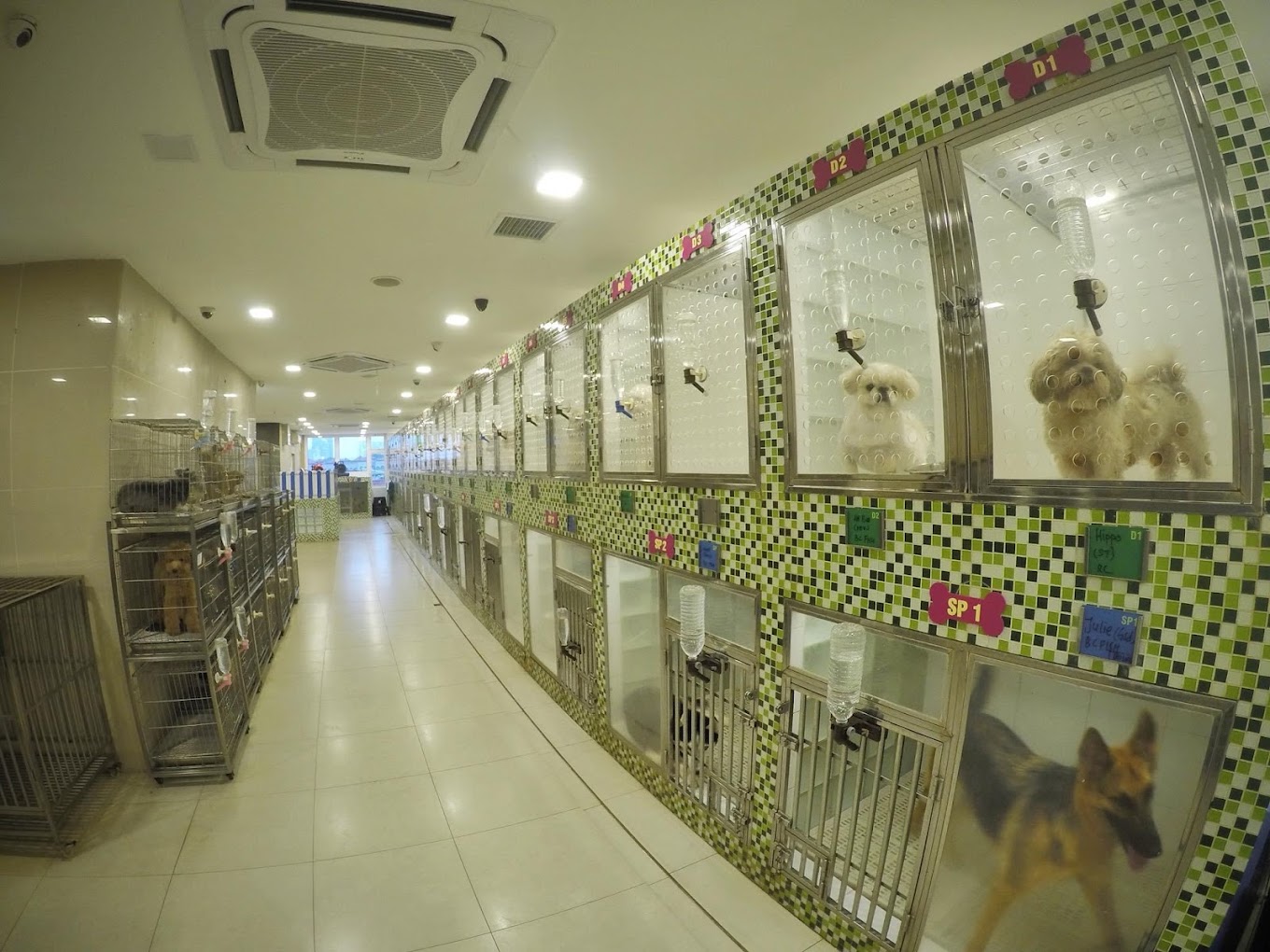 Pets for You Sdn Bhd Lucas Map