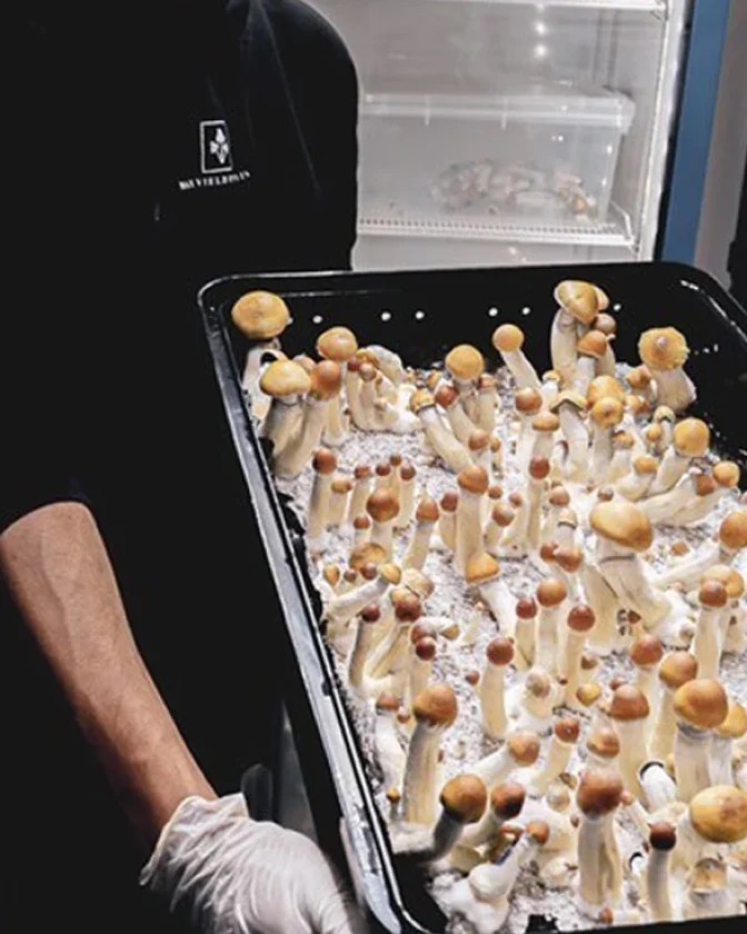 Best Mushroom Growing Containers Max Yield Bins