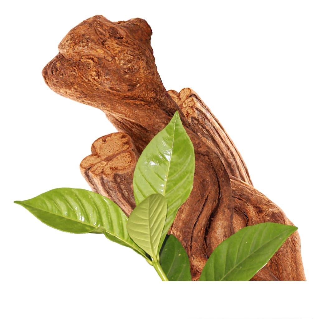 Aya Plants MAYA Ethnobotanicals