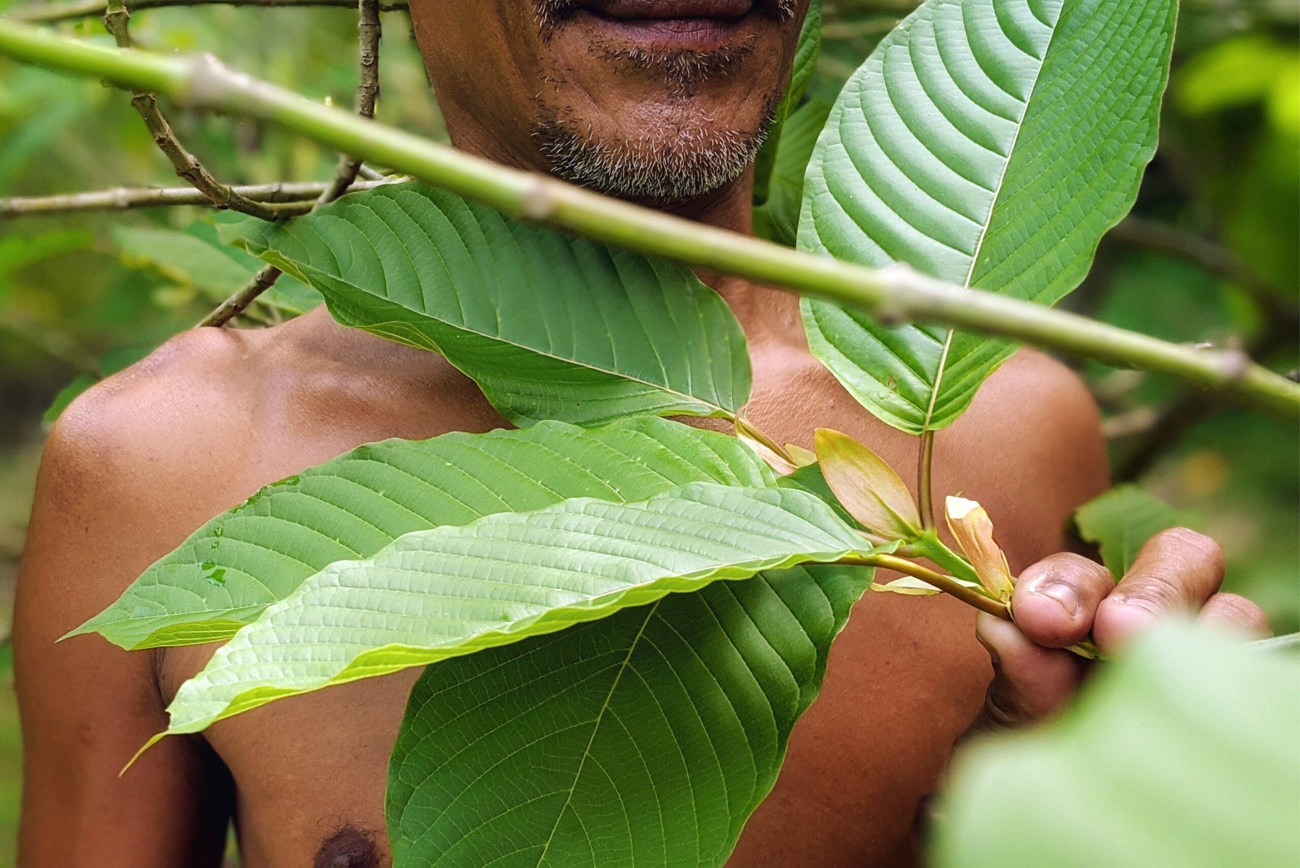 Kratom MAYA Ethnobotanicals