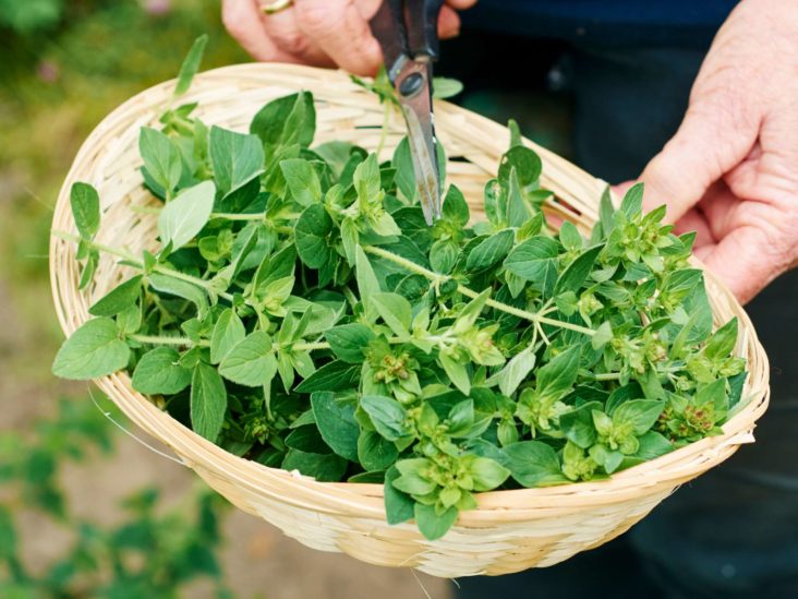 oregano meaning in marathi ओरेगॅनो म्हणजे काय ? Mayboli.in