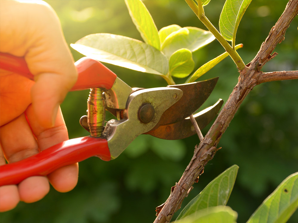 Plant Health Care in Essex, MA Mayer Tree Service, Inc.