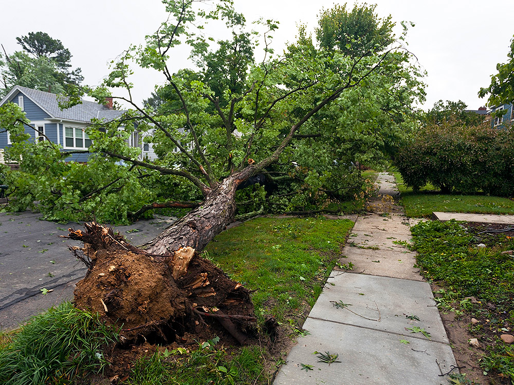 Storm Damage Cleanup in Essex, MA Mayer Tree Service