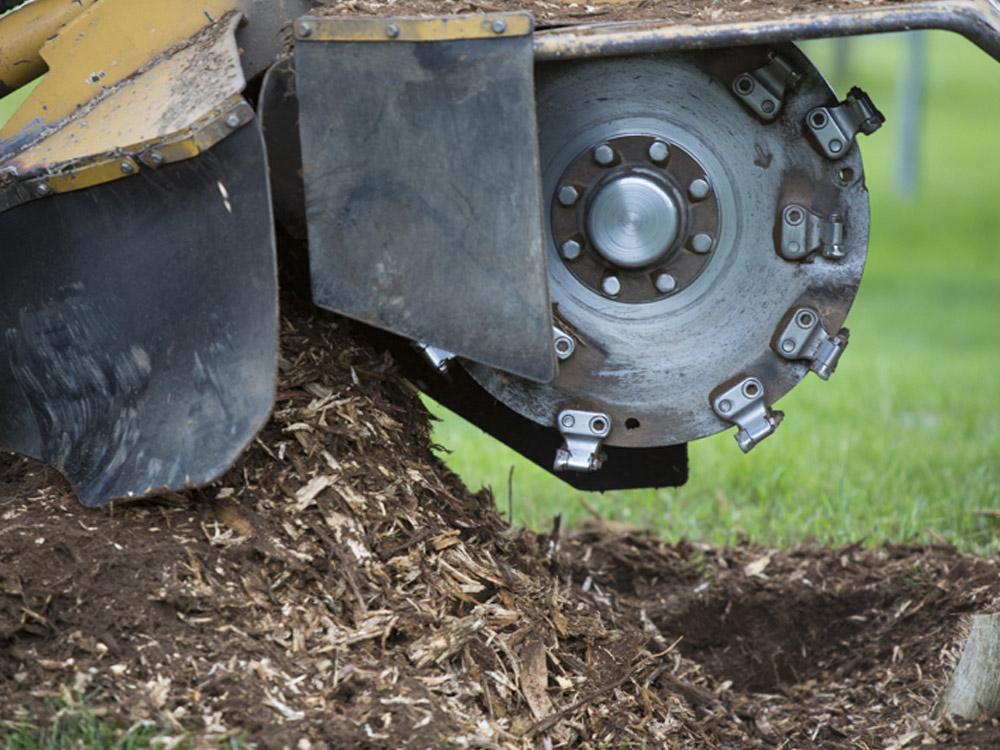 Stump Grinding in Essex, MA Mayer Tree Service, Inc.