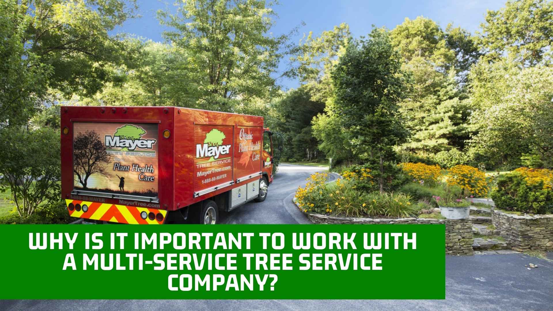 Why Is It Important To Work With A MultiService Tree Service Company