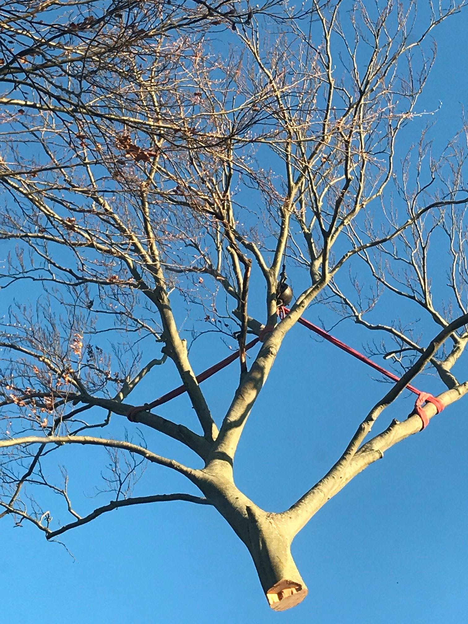 Hazardous Trees Services in Essex, MA Mayer Tree Service