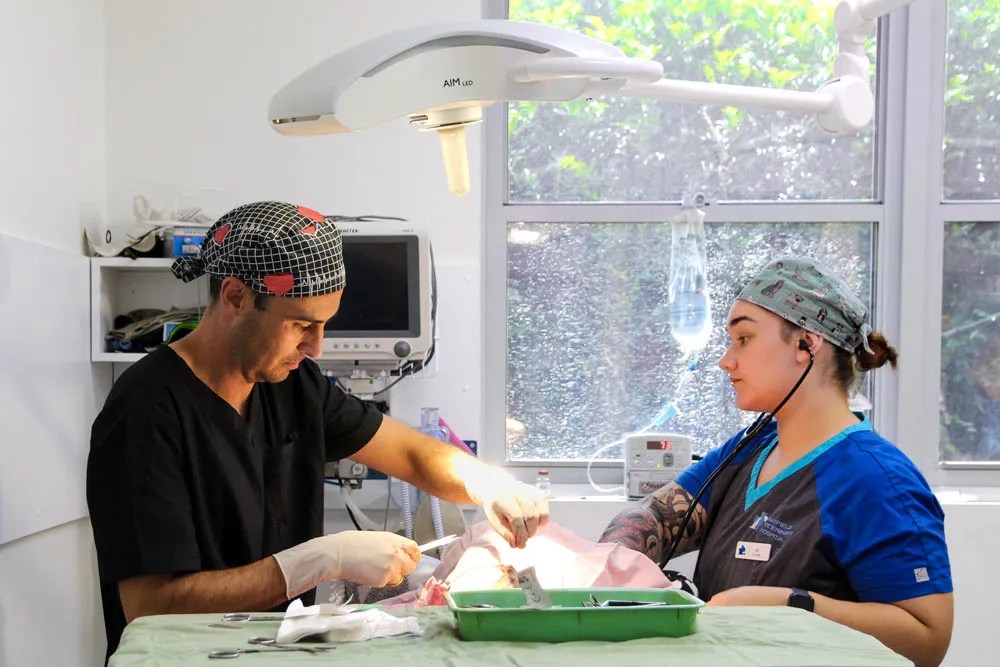 Veterinary Hospital — Mayfield Veterinary Hospital