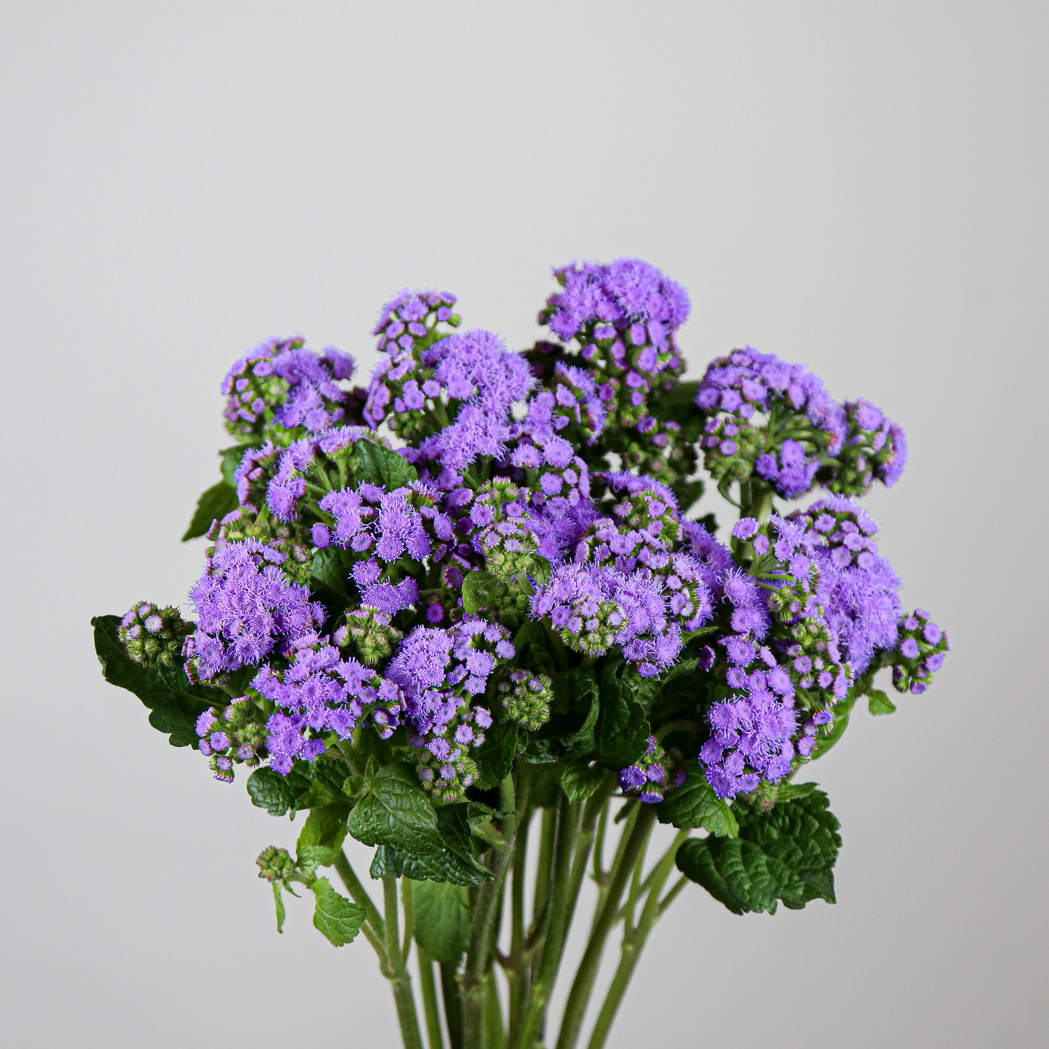 Ageratum Blue Mayflower Studio